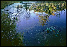 Autumn colors reflected, Kendall lake. Cuyahoga Valley National Park ( color)