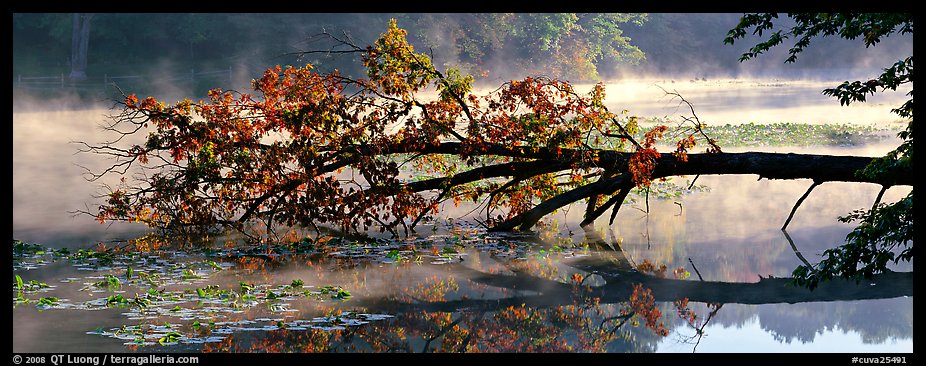 Fallen tree in lake with mist raising. Cuyahoga Valley National Park (color)