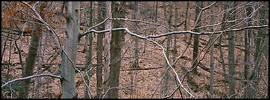 Criss-crossing branches in bare forest. Cuyahoga Valley National Park (Panoramic color)