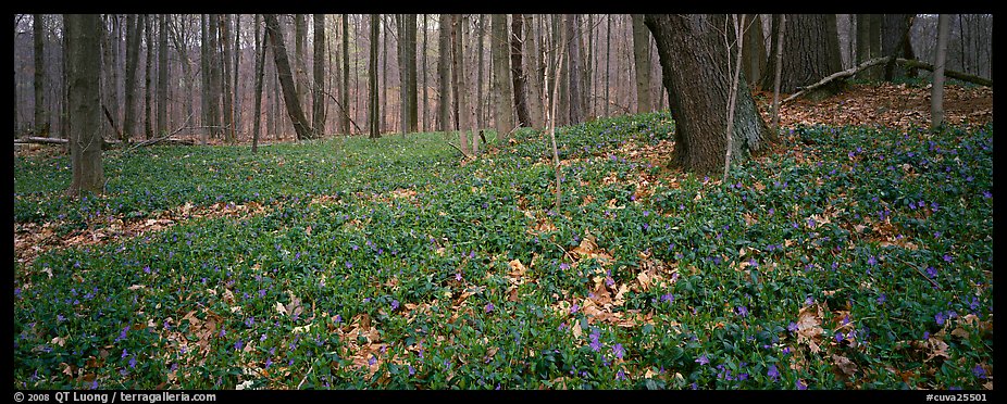 Forest floor with bare trees and early wildflowers. Cuyahoga Valley National Park (color)