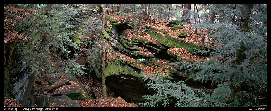 Forest scene with moss-covered limestone rocks. Cuyahoga Valley National Park (color)