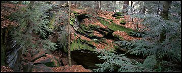 Forest scene with moss-covered limestone rocks. Cuyahoga Valley National Park (Panoramic color)