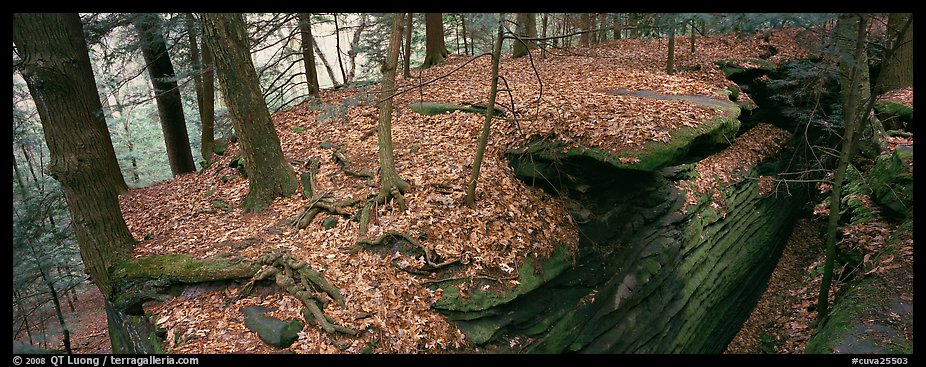 Forest scenery with fallen leaves, fog, and rock cracks. Cuyahoga Valley National Park (color)