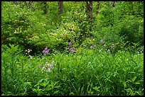 Wildflowers and blooms in summer. Cuyahoga Valley National Park ( color)