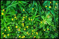 Close-up of plants and wildflowers. Cuyahoga Valley National Park, Ohio, USA.