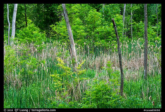 Cattails in forest pond. Cuyahoga Valley National Park (color)