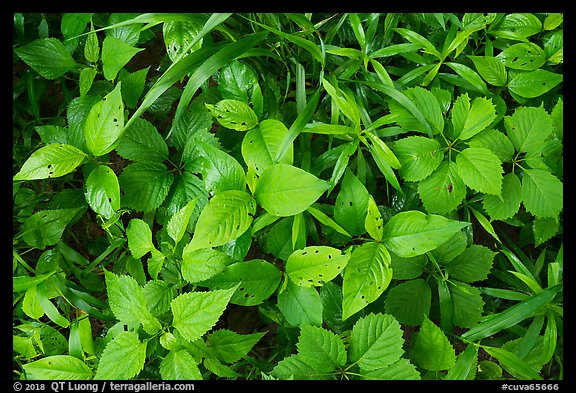 Close-up of leaves with insect holes, Bedford Reservation. Cuyahoga Valley National Park (color)