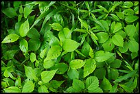 Close-up of leaves with insect holes, Bedford Reservation. Cuyahoga Valley National Park, Ohio, USA.