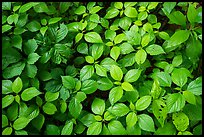 Close-up of undergrowth leaves, Bedford Reservation. Cuyahoga Valley National Park, Ohio, USA.