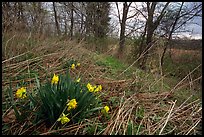 Pictures of Daffodils