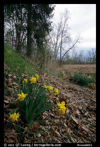 Marsh Marigold growing at edge of marsh. Cuyahoga Valley National Park (color)