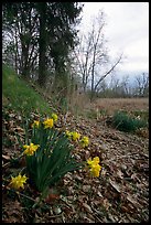 Yellow Daffodils growing at the edge of a marsh. Cuyahoga Valley National Park, Ohio, USA. (color)