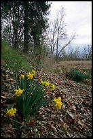 Marsh Marigold growing at edge of marsh. Cuyahoga Valley National Park, Ohio, USA.