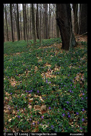 Forest floor with tint myrtle flowers, Brecksville Reservation. Cuyahoga Valley National Park (color)