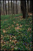 Forest floor with tint myrtle flowers, Brecksville Reservation. Cuyahoga Valley National Park ( color)