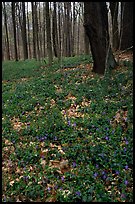 Forest floor with tint myrtle flowers, Brecksville Reservation. Cuyahoga Valley National Park, Ohio, USA.