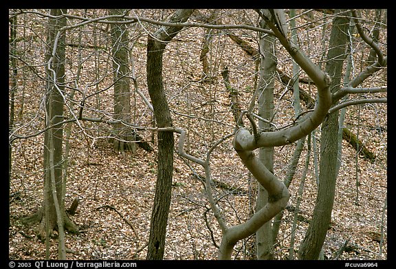 Barren trees and fallen leaves on hillside. Cuyahoga Valley National Park, Ohio, USA.