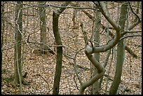 Barren trees and fallen leaves on hillside. Cuyahoga Valley National Park, Ohio, USA.