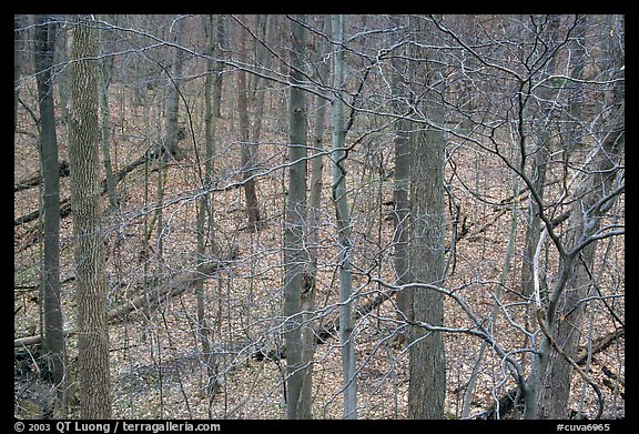 Barren trees and fallen leaves on hillside. Cuyahoga Valley National Park, Ohio, USA.