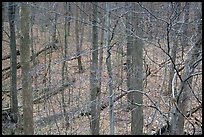 Barren trees and fallen leaves on hillside. Cuyahoga Valley National Park, Ohio, USA.