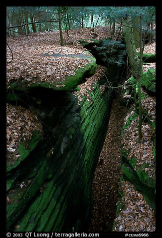 Sandstone depression, The Ledges. Cuyahoga Valley National Park, Ohio, USA.