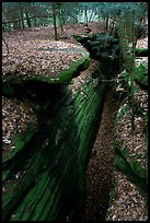 Sandstone depression, The Ledges. Cuyahoga Valley National Park ( color)