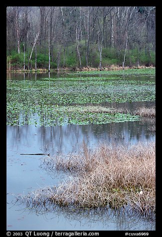 Beaver Marsh and reflections. Cuyahoga Valley National Park (color)