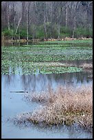 Beaver Marsh and reflections. Cuyahoga Valley National Park, Ohio, USA. (color)