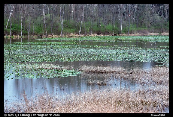 Beaver Marsh in spring. Cuyahoga Valley National Park (color)