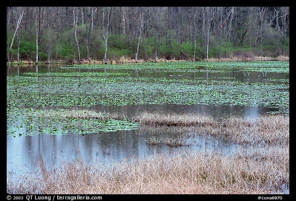 Beaver Marsh in spring. Cuyahoga Valley National Park, Ohio, USA.