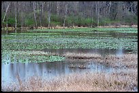 Beaver Marsh in spring. Cuyahoga Valley National Park, Ohio, USA. (color)