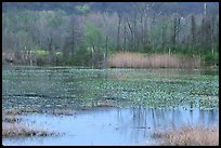 Water lillies and reeds in Beaver Marsh. Cuyahoga Valley National Park, Ohio, USA. (color)