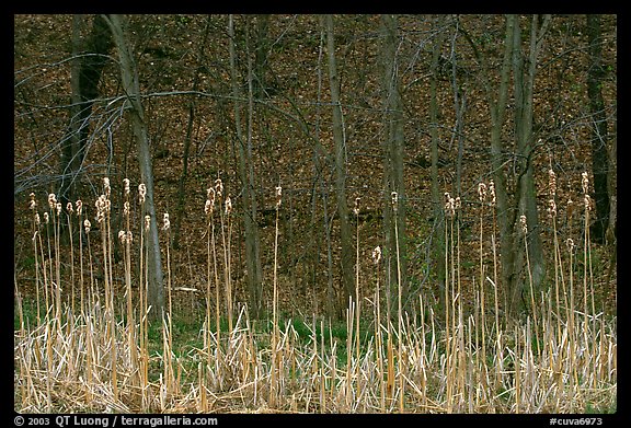 Cattails and trees, early spring. Cuyahoga Valley National Park, Ohio, USA.