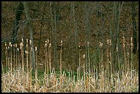 Cattails and trees, early spring. Cuyahoga Valley National Park ( color)