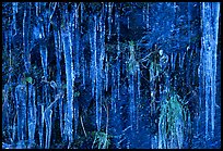 Icicles curtain, Tennessee. Great Smoky Mountains National Park, USA.