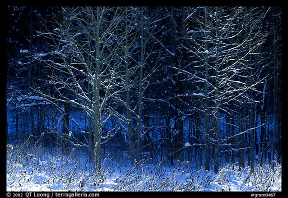 Bare trees in winter, early morning, Tennessee. Great Smoky Mountains National Park (color)