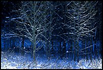 Bare trees in winter, early morning, Tennessee. Great Smoky Mountains National Park, USA.