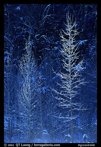 Bare trees in winter, spolighted against dark forest, Tennessee. Great Smoky Mountains National Park, USA.