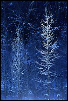 Bare trees in winter, spolighted against dark forest, Tennessee. Great Smoky Mountains National Park, USA.