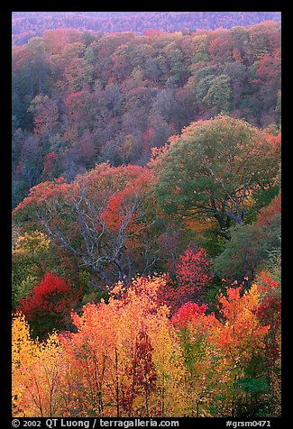 Trees in fall colors over succession of ridges, North Carolina. Great Smoky Mountains National Park, USA.