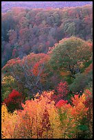 Trees in fall colors over succession of ridges, North Carolina. Great Smoky Mountains National Park, USA.