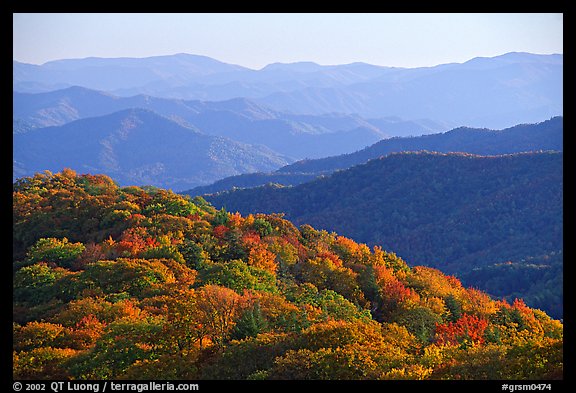 Trees with autumn colors and blue ridges from Clingmans Dome, North Carolina. Great Smoky Mountains National Park, USA.