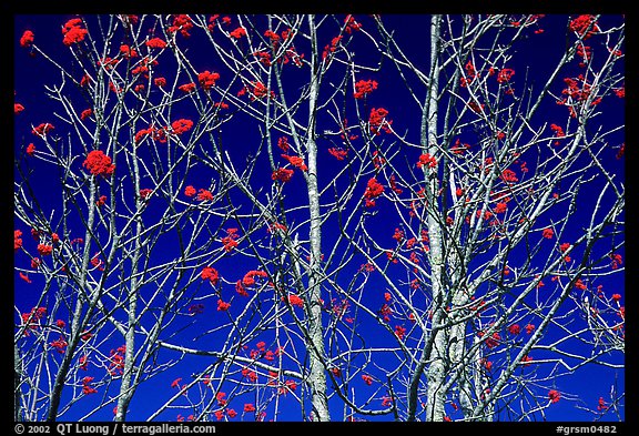 Bare trees, red Mountain Ash berries, blue sky, North Carolina. Great Smoky Mountains National Park, USA.