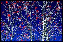 Bare trees, red Mountain Ash berries, blue sky, North Carolina. Great Smoky Mountains National Park ( color)
