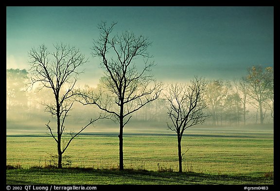 Three bare trees, meadow, and fog, Cades Cove, early morning, Tennessee. Great Smoky Mountains National Park, USA.