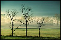 Three bare trees, meadow, and fog, Cades Cove, early morning, Tennessee. Great Smoky Mountains National Park, USA.
