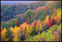 Ridges with trees in fall colors, North Carolina. Great Smoky Mountains National Park, USA. (color)