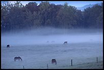 Horses and fog, Cades cove, dawn, Tennessee. Great Smoky Mountains National Park, USA.