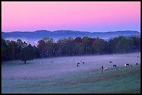 Pasture at dawn with rosy sky, Cades Cove, Tennessee. Great Smoky Mountains National Park, USA.