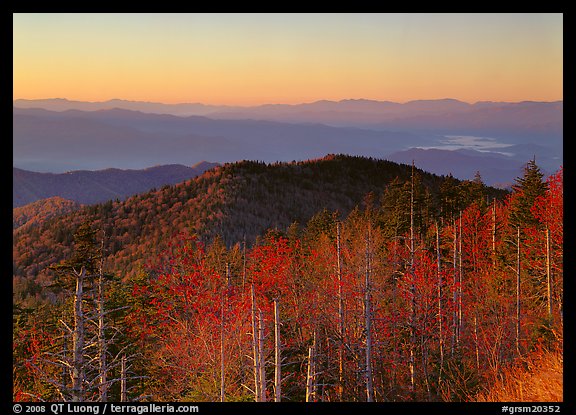 Trees in fall foliage and ridges from Clingman's dome at sunrise, North Carolina. Great Smoky Mountains National Park, USA.